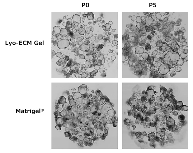 Gastrointestinal organoid cultures Four images of gastrointestinal organoids on passage 0 or 5. The top right image is of SCC322 grown in Lyo-ECM Gel on passage 0 and shows cells together in a circle. The top left image is of SCC322 grown in Lyo-ECM Gel on passage 5 and shows cells more densely packed in a circle. The bottom right image is of SCC322 grown in Matrigel® on passage 0 and shows cells together in a circle. The bottom left image is of SCC322 grown in Matrigel® on passage 5 and shows cells more densely packed in a circle. No difference in morphology and cell health was seen between the two conditions after 5 passages.