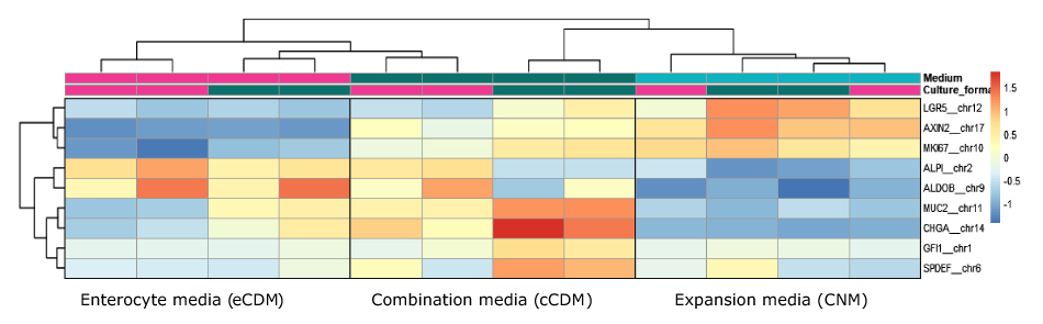 Heatmap of PDO monolayers on inserts A heat map of protein expression in different cell types expressed in different media.