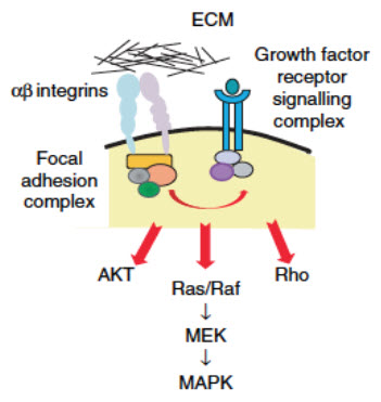 One hypothesis for how ECM controls intracellular signaling One hypothesis for how ECM controls intracellular signaling