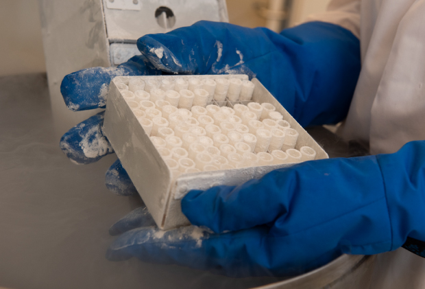 Cells in liquid nitrogen Scientist holding a box of frozen cells taken from liquid nitrogen storage.