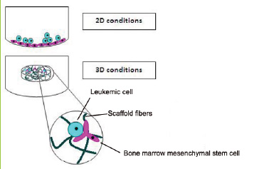 Leukemic 3D cultures Leukemic 3D cultures
