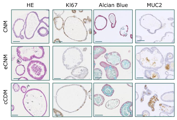Microscopic IBD biobank differentiation Microscopy images of the different cell types with different stains.