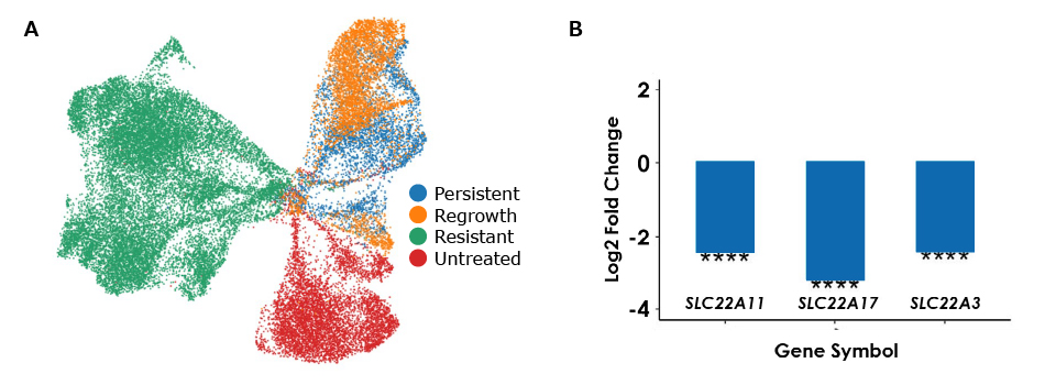 PDO model characterization In image A, the PDO is labeled paternal (untreated), regrowth, or resistant; the pathway analysis downstream of KRAS is no mutations detected for parental and regrowth and pathogenic mutation with 100% allelic frequency for resistant. In image B, clusters of small dots form three triangles emanating from the center representing scRNA-seq for persistent, regrowth, resistant, and untreated PDOs. In image C, log2 fold change is on the y axis and gene symbol is on the x axis for the bulk RNA-seq graph; the genes for DGE drug transporters SLC22A11, SLC22A17, and SCL22A3 show greater than -2 log2 fold change.