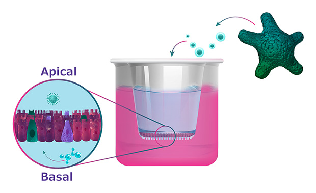 PDO monolayer Cartoon representation of how a PDO monolayer forms