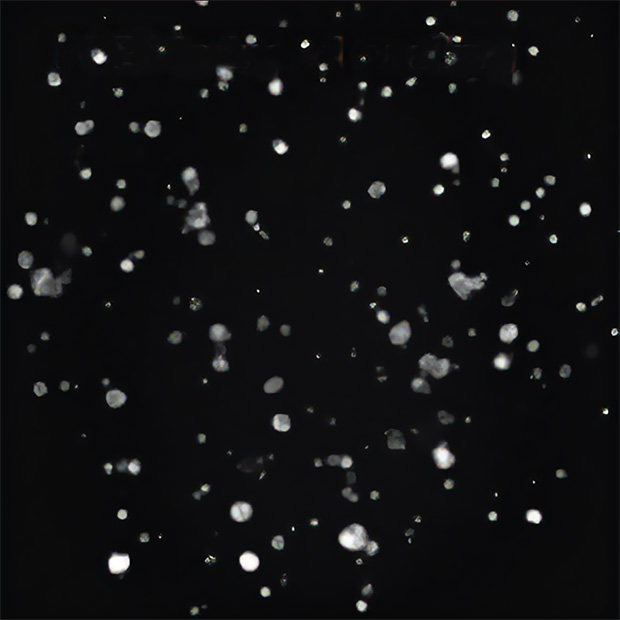 PDO swelling Microscopy image of PGE2-induced organoid swelling.