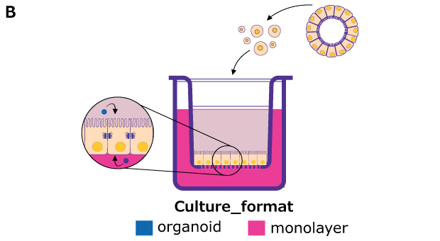 Cartoon representation of the culture format Cartoon representation of the culture, with the organoid monolayers grown on the inserts.