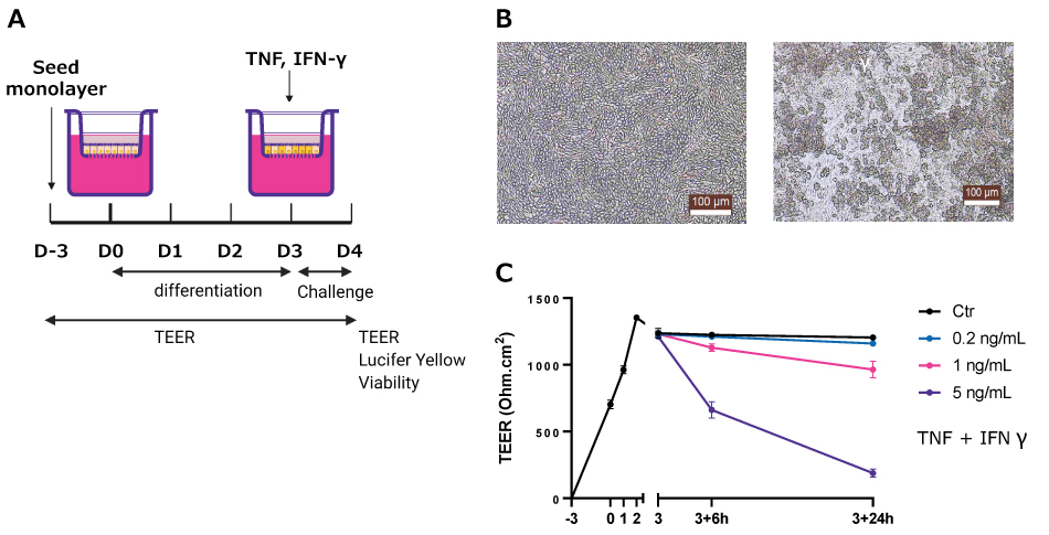 Cytokine-induced damage assay On the left, the barrier integrity assay overview. On the right, microscopy images of the control and cytokine exposed monolayers and a graph of the TEER data from the monolayers.