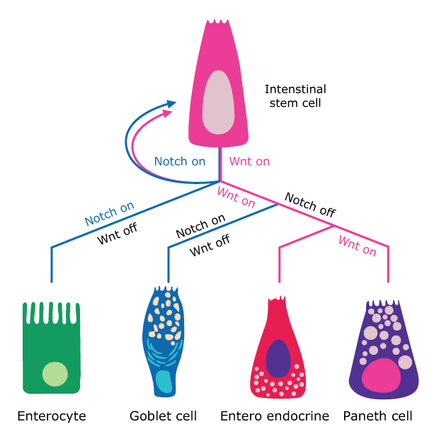 IBD biobank differentiation Cartoon representation of the IBD differentiation depending on the signaling pathway.