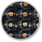 rock-science-3D-multicellular-spheroids rock-science-3D-multicellular-spheroids