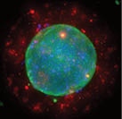 rock-science-3D-Cell-Culture Environments rock-science-3D-Cell-Culture-20Environments