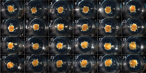 rock-science-Figure-3D-human-liver-tissue 3D human liver tissue bioprinted on Corning Transwell permeable supports. Image courtesy of Organovo.