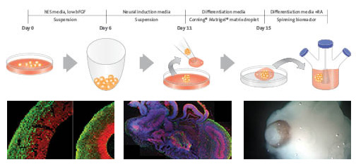 rock-science-Figure-7-Description-cerebral-organoid-culture-system Description of cerebral organoid culture system.