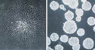 rock-science-Figure1-Tissue-Culture-treated-surface rock-science-Figure1-Tissue-Culture-treated-surface