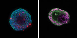 rock-science-Spheroids-vs-Organoids rock-science-Spheroids-vs-Organoids