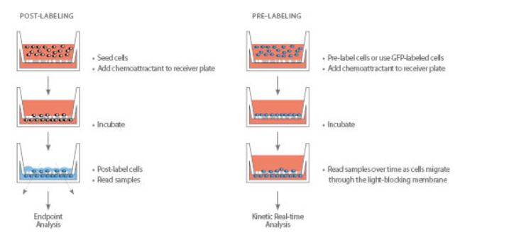 rock-science-Figur 10-Corning-FluoroBlok-Insert-System Corning® FluoroBlok™ Insert System