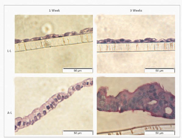 rock-science-Figure 8-Haematoxylin-eosin-stain Haematoxylin-eosin stain of Calu-3 cells at the L-L and A-L interfaces after 1 week and 3 weeks in culture.