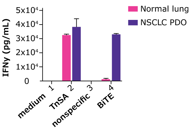 T cell activation Graph of IFN-γ levels secreted by T cells in co-culture with PDOs in presence of targeted BiTE and a non-specific BiTE; there is T cell activation when exposed to the BiTE.