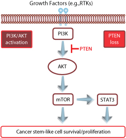 PI3K/AKT/mTOR signaling pathway