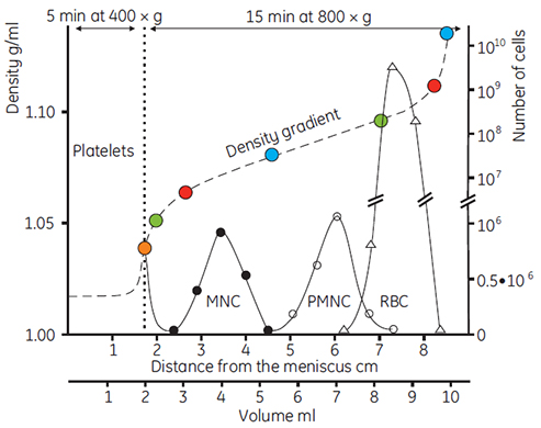 csm Separation of human blood cells in a gradient of Percoll