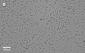 Brightfield imaging of L929 cells on Millicell<sup>®</sup> DCI Digital Cell Imager at 20X magnification