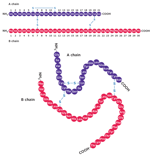 Insulin Protein Structure Molecular structure of insulin protein. The structure includes two polypeptide chains, labeled as the “A” and “B” chains. A visual representation of the two disulfide bonds that link the chains together is shown. The B chain shows the 30 amino acids it’s comprised of, while the A chain shows 21 amino acids.