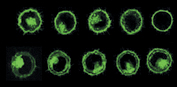PKH67 in L929 Cells