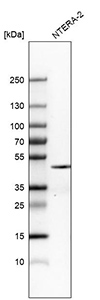 nanog-amab-ntera