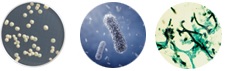 Bacterial Fungal Yeast