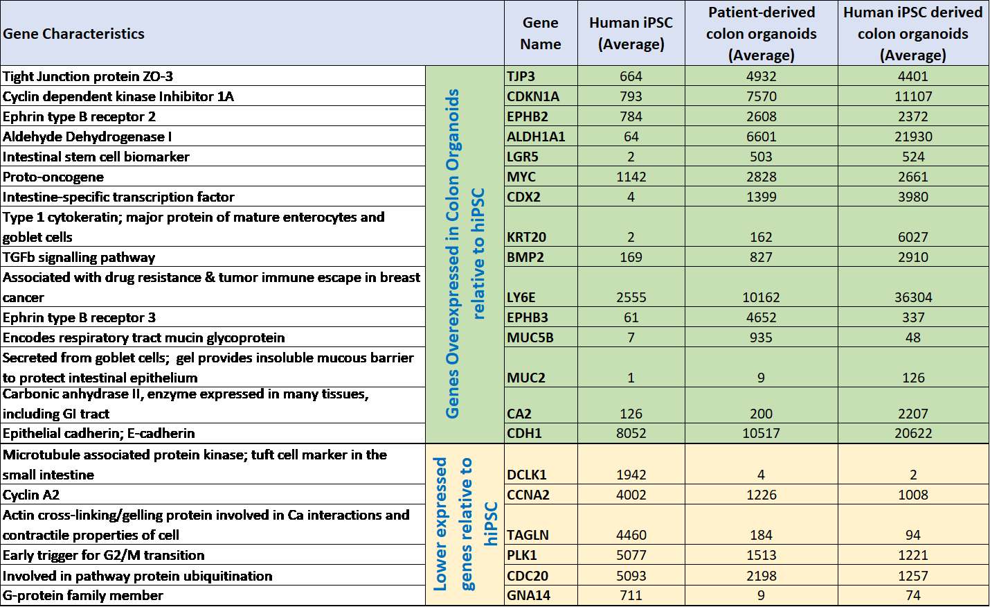 Gene expression differences of human iPSCs, iPSC derived colon organoids vs. adult patient derived tissue organoids. ヒトiPSCおよびiPSC由来結腸オルガノイドと成人患者由来組織オルガノイドにおける遺伝子発現の比較