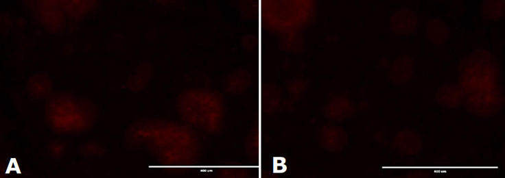 Alkaline Phosphatase staining of mESC colonies