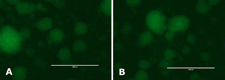 Immunocytochemistry Analysis of mESC colonies