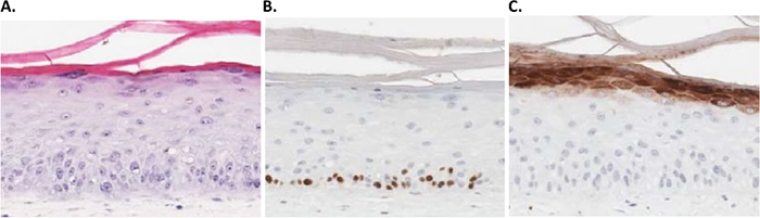 3D human skin models can be used as an alternative to animal testing for the cosmetics industry.