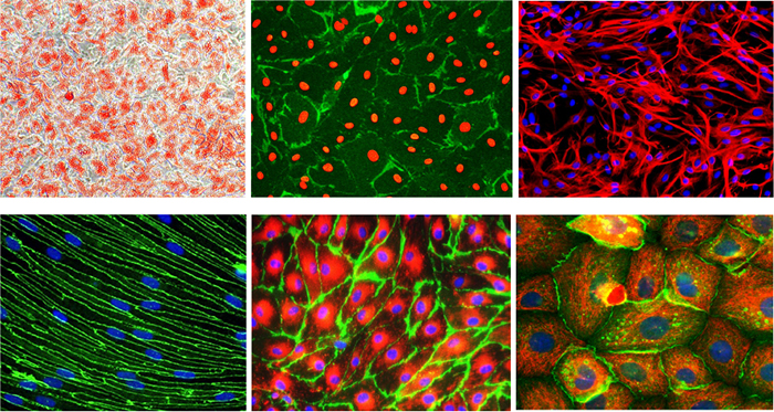 Examples of commonly used primary cells used in biomedical research.