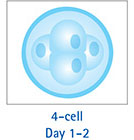 4-Cell Day 1-2