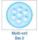 Multi-Cell Day 2