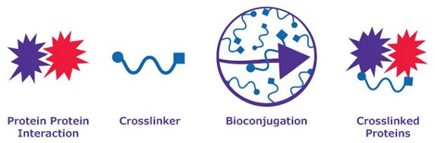 A crosslinker converts interacting proteins into crosslinked proteins via bioconjugation The graphic depicts a biological process involving proteins. On the left, two starburst formations, one red and one purple, are labeled "Protein-Protein Interaction," showing that proteins interact. To their right is a blue squiggly line labeled "Crosslinker." The next symbol is a purple circle with squiggly lines ringed by a purple arrow, which represents bioconjugation. On the far right, two starburst structures are connected by a blue squiggly line labeled "Crosslinked Proteins."