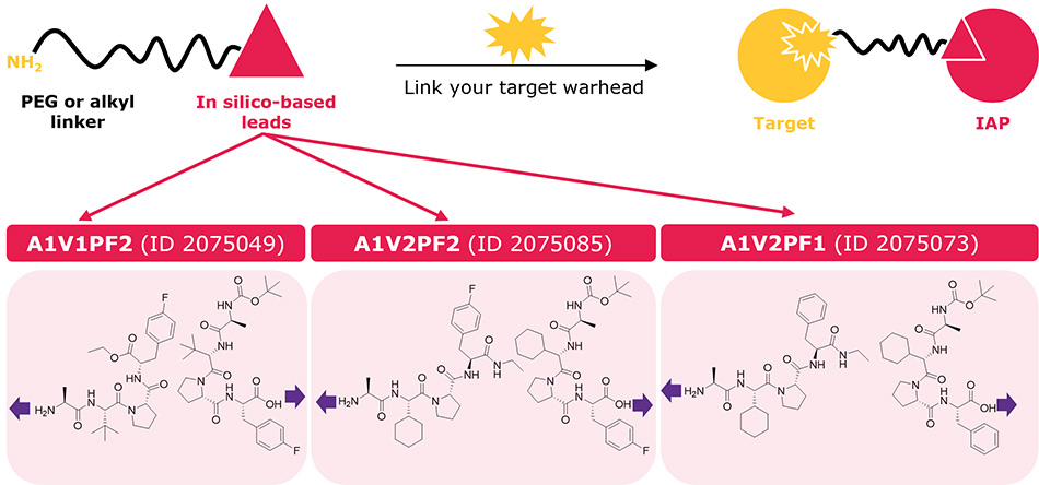 Ligand-linker conjugates Ligand–linker conjugates containing the top three in silico-derived IAP leads (2075049, 2075085, 2075073) for synthesis of bifunctional degraders.