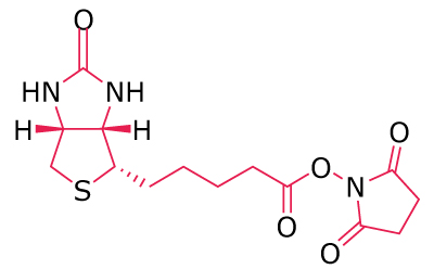 Biotin-OSu Chemical structure of a biotin derivative with an NHS ester for amine‑reactive biotinylation.