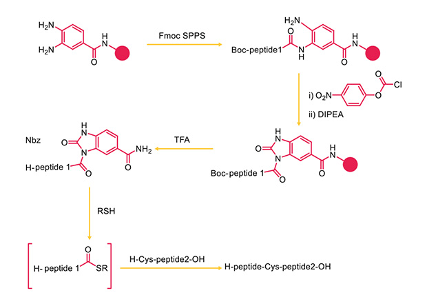 Synthesis of peptide thioesters using Dbz resins Reaction scheme showing solid‑phase peptide synthesis and post‑synthetic transformation of a cysteine‑containing peptide, starting from Fmoc‑SPPS and Boc protection, followed by acylation, TFA deprotection, thiol exchange with RSH, and final formation of an H‑peptide‑Cys‑peptide conjugate.