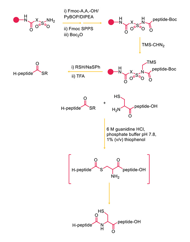 Synthesis of thioesters using sulfamylbutyryl resins Reaction scheme illustrating conversion of a protected peptide sulfide to a free thiol and subsequent transformation to a peptide conjugate, including Boc protection, TMS activation, TFA deprotection, and thiophenol‑mediated cleavage under phosphate buffer conditions.