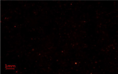 Microplastics-containing samples on a glass fiber membrane filter from a different manufacturer under blue light using Nile Red fluorescent stain for microplastics analysis.