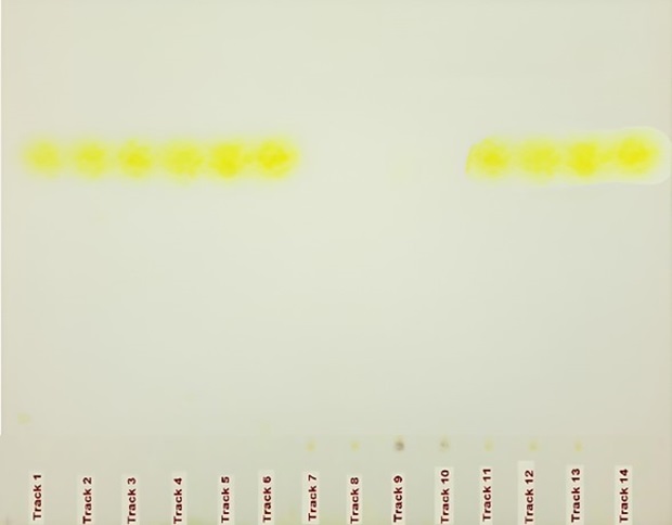 HPTLC plate for urea under visible light HPTLC plate viewed under visible light obtained for the identification of urea in milk with 14 tracks and yellow spots