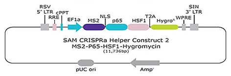 SAM CRISPRa Helper Construct 2 MS2-P65-HSF1-Hygromycin