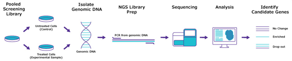 Deconvolution Process DNA preparation and deconvolution workflow for RNAi, ORF and CRISPR screens