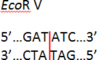 Blunt ends generated by EcoR V