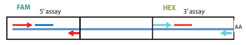 Diagram to represent the 3’/5’ integrity assay
