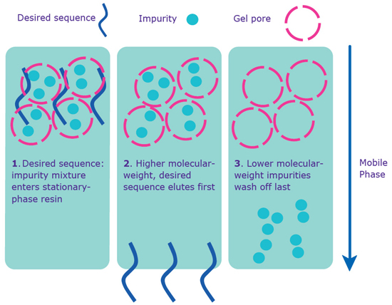 Separation via gel filtration. Gel filtration purification occurs without the 5’-DMT on the sequence. 