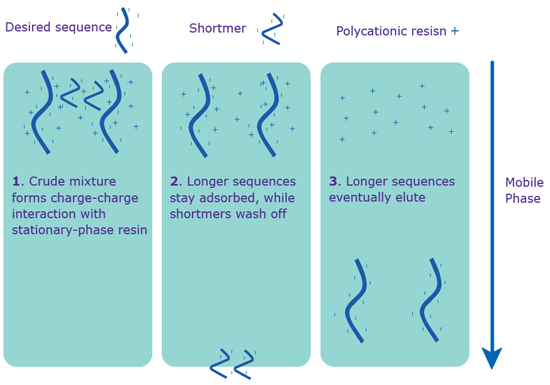 Separation via IE-HPLC. IE-HPLC purification occurs without the 5’-DMT on the sequence.