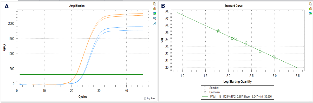 Interference in qPCR qPCR analysis for the determination of interfering contaminants in genomic DNA preparations. A) Amplification curves for genomic DNA prepared from mouse kidney tissue using a silica-based spin prep kit from Supplier X (blue curves) and GenElute™-E negative chromatography (size exclusion) spin prep kit (orange curves). Curves for the silica-purified samples are right-shifted compared to the GenElute™-E-purified samples, suggesting the presence of interfering contaminants or overestimation of starting concentration in the silica preps. B) Cq calculations using the β-actin gene as an endogenous control reference.