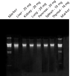 mammalian-tissues Genomic DNA purified from mammalian tissues